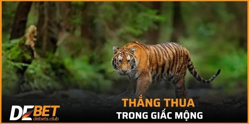 Thắng thua trong giấc mộng cũng rất quan trọng